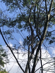 Pachycephala pectoralis