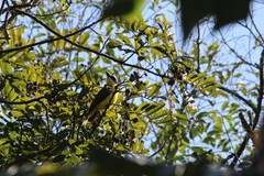 Megarynchus pitangua