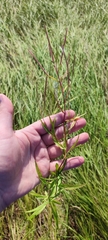 Epilobium pseudorubescens