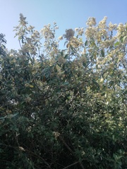 Brachylaena discolor