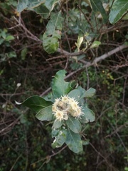 Brachylaena discolor