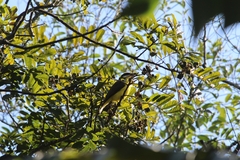 Megarynchus pitangua