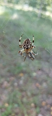 Araneus marmoreus