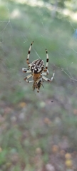 Araneus marmoreus