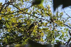 Megarynchus pitangua