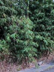 Bambusoideae