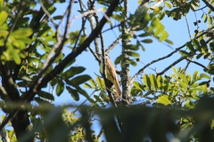 Megarynchus pitangua