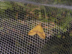 Choristostigma plumbosignalis