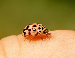 Oenopia conglobata