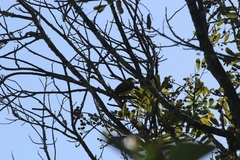 Megarynchus pitangua