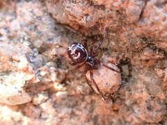 Steatoda paykulliana