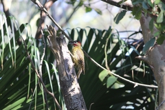 Colaptes melanochloros