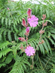 Silene dioica