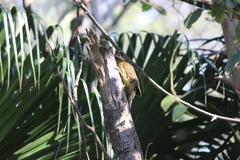 Colaptes melanochloros