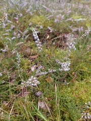Calluna vulgaris