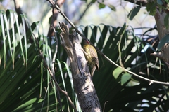 Colaptes melanochloros