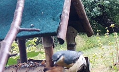 Sitta europaea