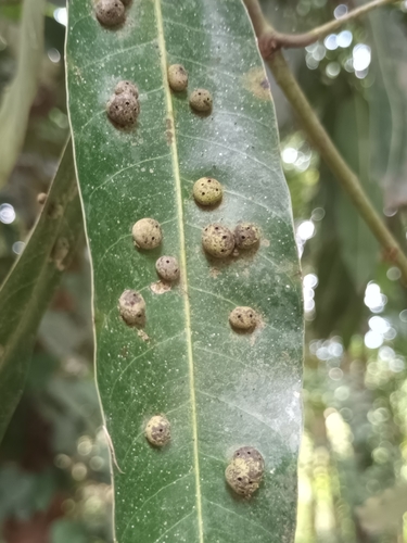 Cecidomiídeos (Erosomyia mangiferae)