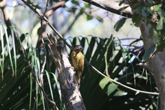 Colaptes melanochloros