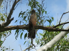 Centropus phasianinus