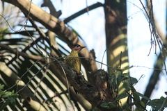 Colaptes melanochloros