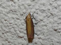 Oncocera semirubella