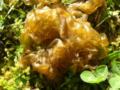 Nostoc commune