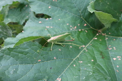 Tettigonia cantans