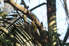 Colaptes melanochloros