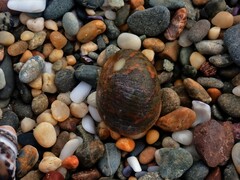 Nerita erythrostoma
