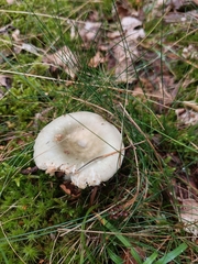 Russula virescens