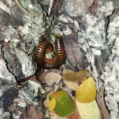 Thyropygus allevatus