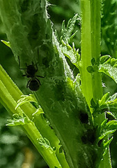 Lasius