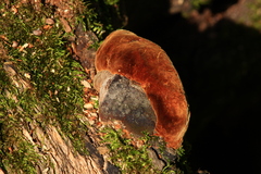Fomitiporia