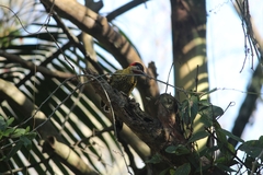 Colaptes melanochloros