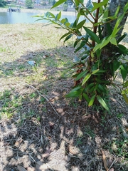 Plantae