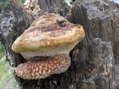 Fomitopsis schrenkii