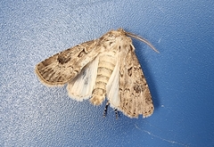 Agrotis bigramma