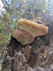 Fomitopsis schrenkii