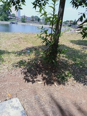 Plantae