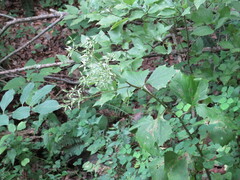 Arnoglossum