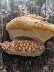 Fomitopsis schrenkii
