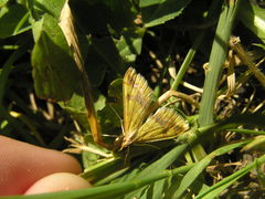 Choristostigma plumbosignalis