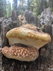 Fomitopsis schrenkii