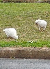 Cacatua galerita