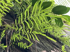 Pteris vittata