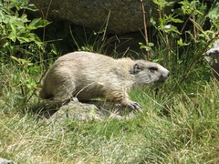 Marmota marmota
