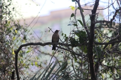 Turdus amaurochalinus