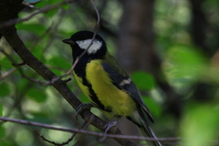 Parus major