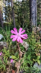 Silene dioica